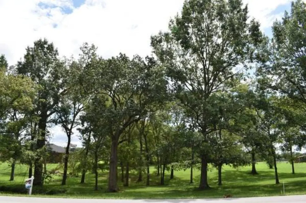 vie illimité max piccinini